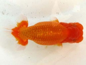 愛魚会　西大関　扇錦　林　和明　足立