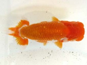 愛魚会　立行司　番美　鳴海　満　横浜