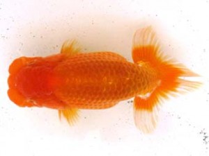 愛魚会　取締一　美　高地成弥　荒川