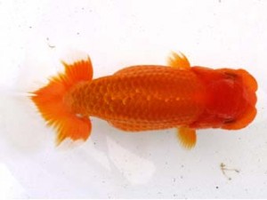 愛魚会　取締二　紅貴子　中村芳雄　松伏