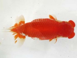 愛魚会　東大関　流星　花田国昭　上尾