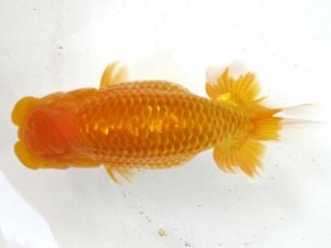 愛魚会　西大関　日和　大屋智照　市川