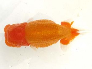 愛魚会　立行司　祥紗　馬場祥宏　川口