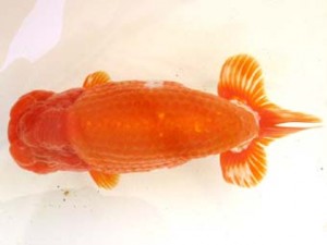 愛魚会　取締一　黄桜　三宅雅也　杉並