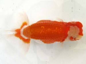 愛魚会　取締二　光　高地成弥　荒川