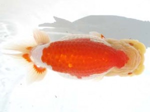 愛魚会　東大関　桜姫　三宅雅也　杉並