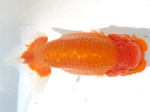 愛魚会　西大関　椿　小泉順一　足立