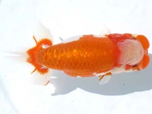 愛魚会　立行司　秀金　長谷川新一　江戸川