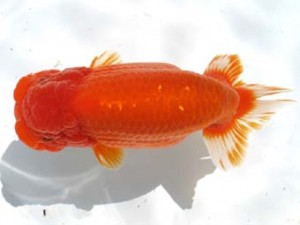 愛魚会　取締一　鹿ノ山　目黒康弘　足立