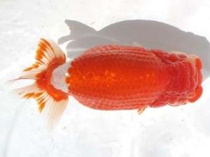 愛魚会　取締二　奇萌妹子　三宅雅也　杉並