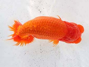 足柄　取締二　櫻井　彰　藤沢市