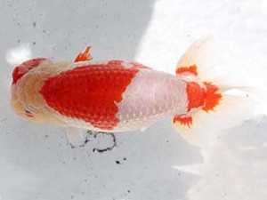 足柄　西大関　櫻井　彰　藤沢市