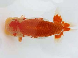 備後鱗友会　東大関　胡本佳孝　玉野
