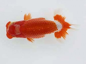 備後鱗友会　立行司　小笠原義照　浅口
