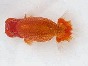 備後鱗友会　玉川員登　福山
