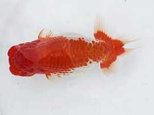 備後鱗友会　立行司　迫越　透　呉
