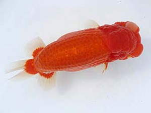 備後鱗友会　立行司　森分陵司　広島
