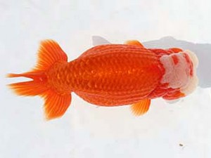 備後鱗友会　東取締　小山敏信　尾道