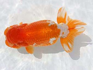 備後鱗友会　西取締　小川寿夫　呉