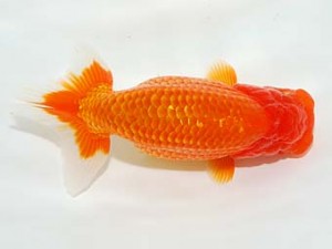 房総らんちう会　東大関　森田重明　富津市