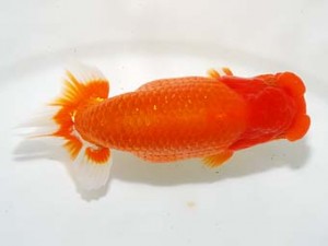 房総らんちう会 勧進元一 野島隆一　浦安市