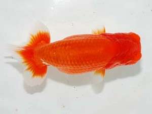 房総らんちう会 勧進元二　君塚一博　夷隅郡大多喜町