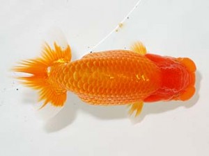 房総らんちう会 行司三　野島隆一　浦安市