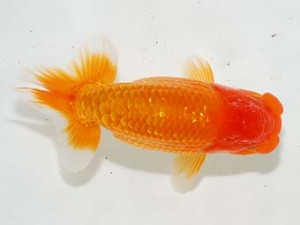 房総らんちう会 脇行司一　宇田川勝久　浦安市