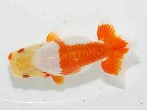 房総らんちう会 脇行司二　宍戸秀保　茂原市