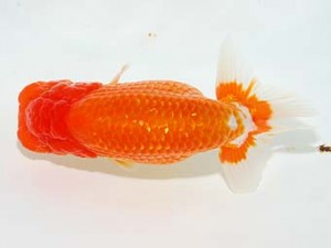 房総らんちう会　西大関　堀切輝雄　富津市