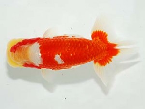 房総らんちう会　取締一　古川裕昭　千葉市中央区