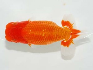 房総らんちう会　取締二　秋元和男　君津市