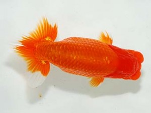 房総らんちう会 東関脇　野島隆一　浦安市