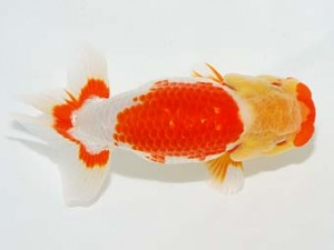 房総らんちう会 東小結　堀切輝雄　富津市