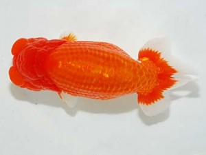 房総らんちう会　西大関　君塚一博　夷隅郡大多喜町