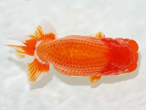 房総らんちう会　立行司　君塚一博　夷隅郡大多喜町