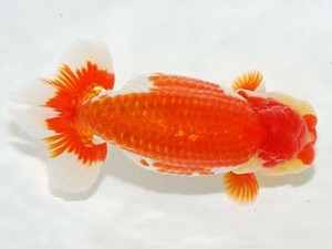 房総らんちう会　取締二　泉澤豊一　浦安市