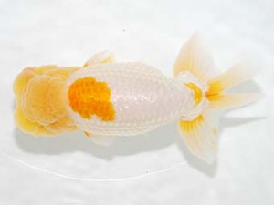 房総らんちう会　東大関　大渕　功　木更津市