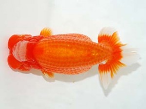 房総らんちう会　西大関　野上　清　鴨川市