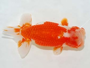 房総らんちう会　立行司　秋元和男　君津市