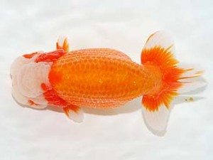 房総らんちう会　取締一　君塚一博　夷隅郡大多喜町