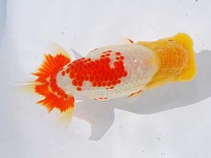 中部本部大会 行司一　小濱照明　松阪市