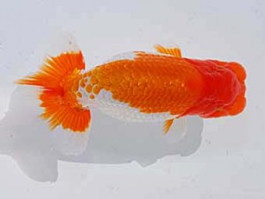 中部本部大会　行司二　西川隆司　名古屋