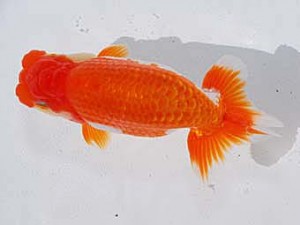 中部本部大会　行司三　三村和一　津市