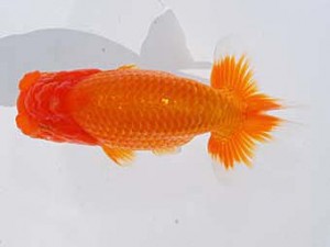 中部本部大会　西脇行司　江守淳一　高岡市