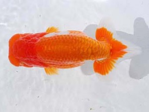 中部本部大会　立行司　伊藤高宏　名古屋