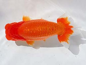 中部本部大会　東取締　井上廣太　常滑市