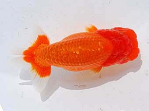 中部本部大会　西取締　井上廣太　常滑市