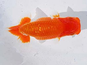 中部本部大会 東関脇　村上芳弘　名古屋