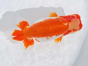 中部本部大会 西関脇　森下勝司　常滑市